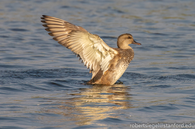 emily renzel wetlands